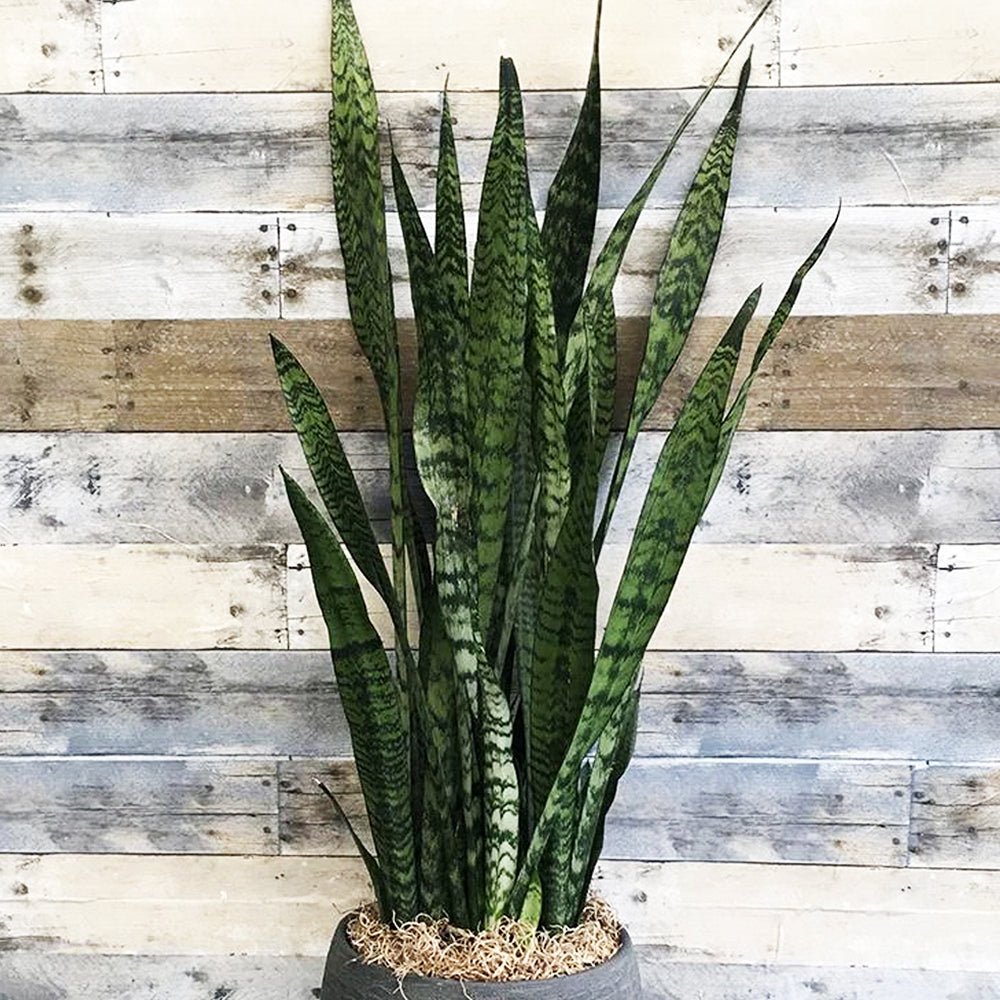 Sansevieria (Limba Soacrei) Zeylanica - 100 cm - VERDENA-100 cm inaltime, livrat in ghiveci de 9 l