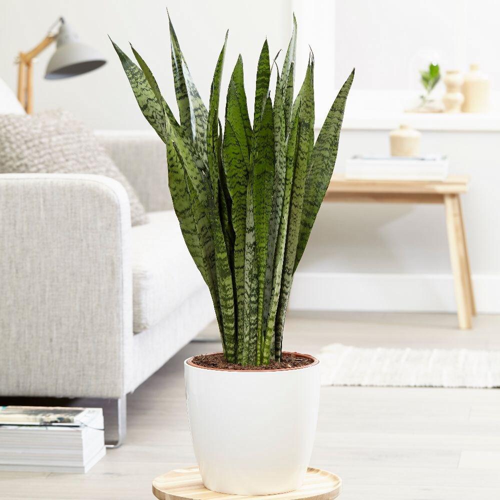 Sansevieria (Limba Soacrei) Zeylanica - 100 cm - VERDENA-100 cm inaltime, livrat in ghiveci de 9 l