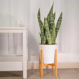 Sansevieria (Limba Soacrei) Zeylanica - 110 cm - VERDENA-110 cm inaltime, livrat in ghiveci de 12.5 l