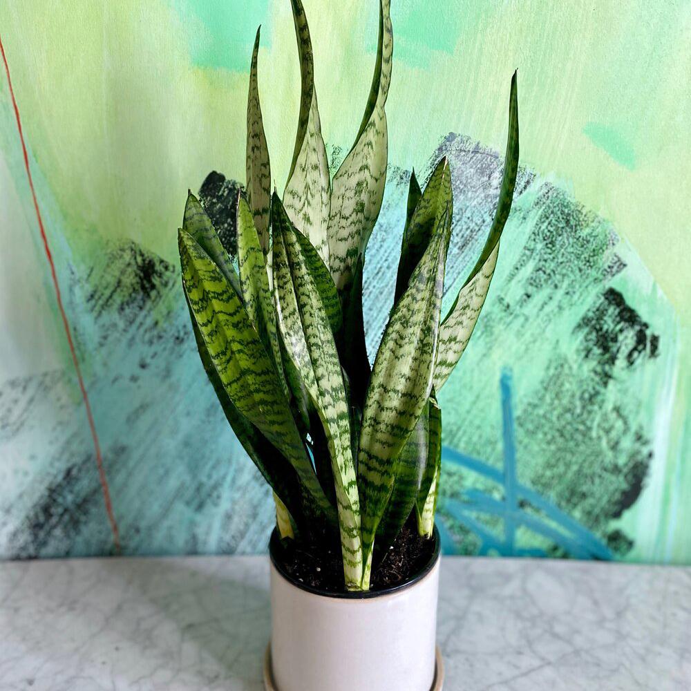 Sansevieria (limba soacrei) Zeylanica, 50 cm la livrare, in ghiveci de Ø  15 cm