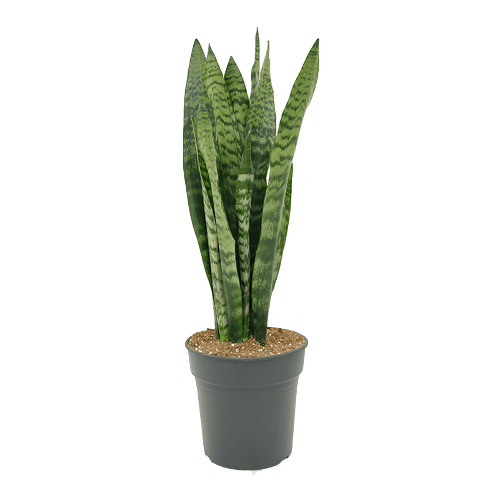 Sansevieria (limba soacrei) Zeylanica - 70 cm - VERDENA-70 cm la livrare in ghiveci de Ø 21 cm