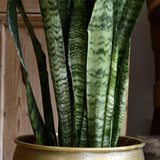 Sansevieria (limba soacrei) Zeylanica - 70 cm - VERDENA-70 cm inaltime livrat in ghiveci cu Ø de 17 cm