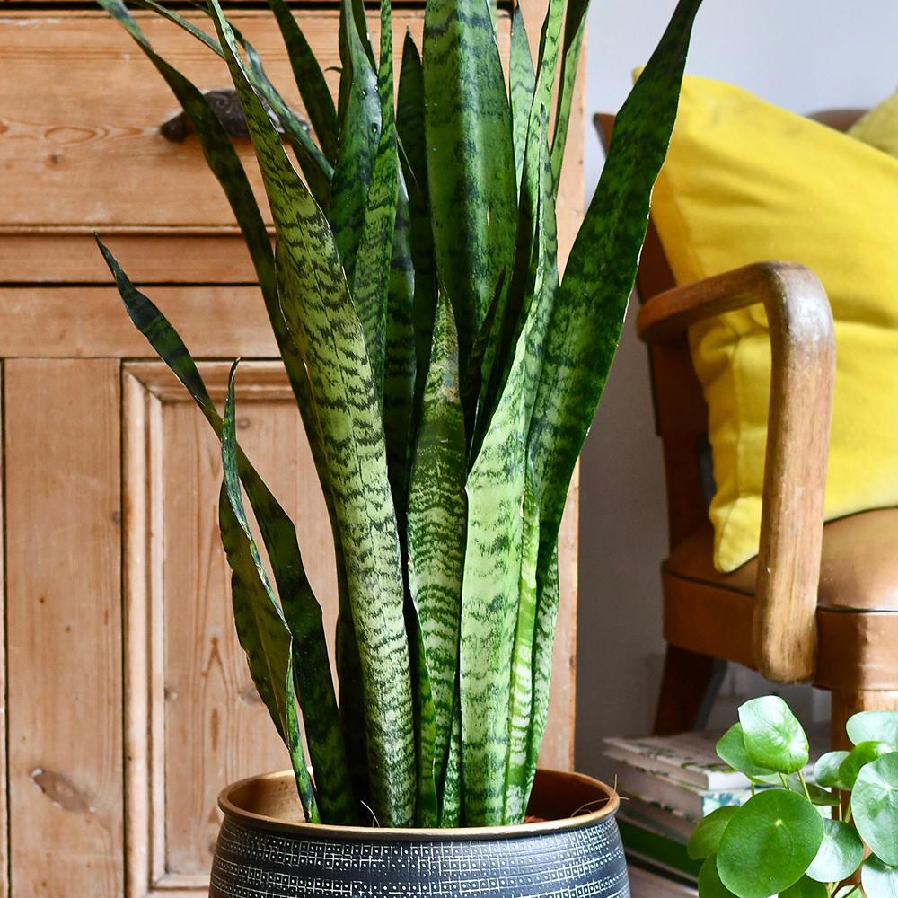 Sansevieria (limba soacrei) Zeylanica, 80 cm la livrare, in ghiveci de Ø  30 cm