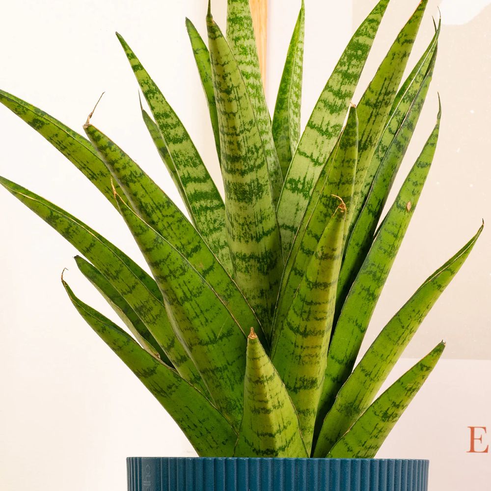 Sansevieria Tough Lady - 40 cm - VERDENA-40 cm inaltime, livrat in ghiveci de 1.2 l