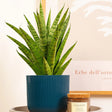 Sansevieria Tough Lady - 40 cm - VERDENA-40 cm inaltime, livrat in ghiveci de 1.2 l