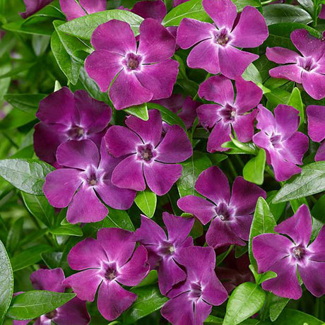 Saschiu cu frunza mica, tarator, vesnic verde cu flori purpurii-burgundiu (Vinca Minor Atropurpurea) - VERDENA-25-30 cm inaltime, livrat in ghiveci de 2 l