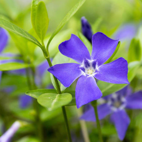 Saschiu (Vinca Minor) Bowles