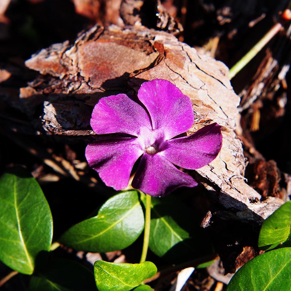 Black Friday - Reduceri Saschiu (Vinca Minor) Rosu Promotie