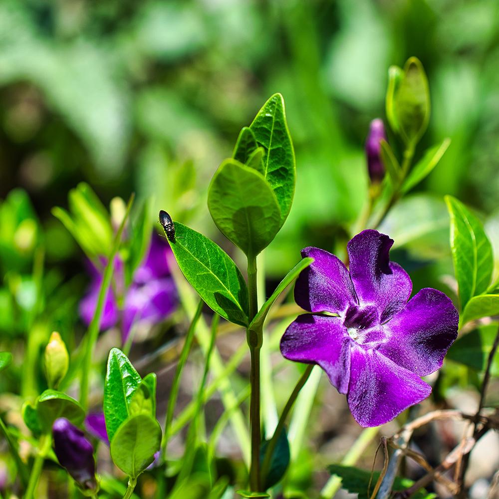 Black Friday - Reduceri Saschiu (Vinca Minor) Rosu Promotie