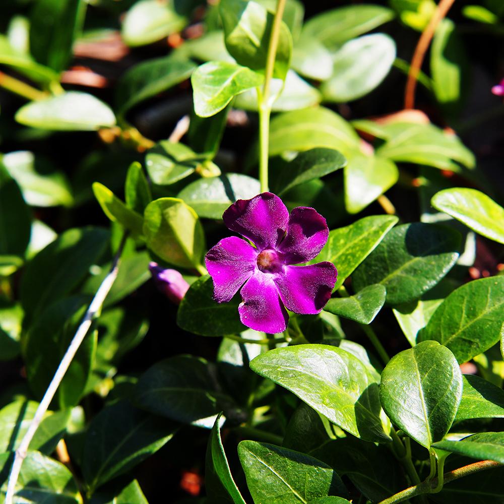 Black Friday - Reduceri Saschiu (Vinca Minor) Rosu Promotie