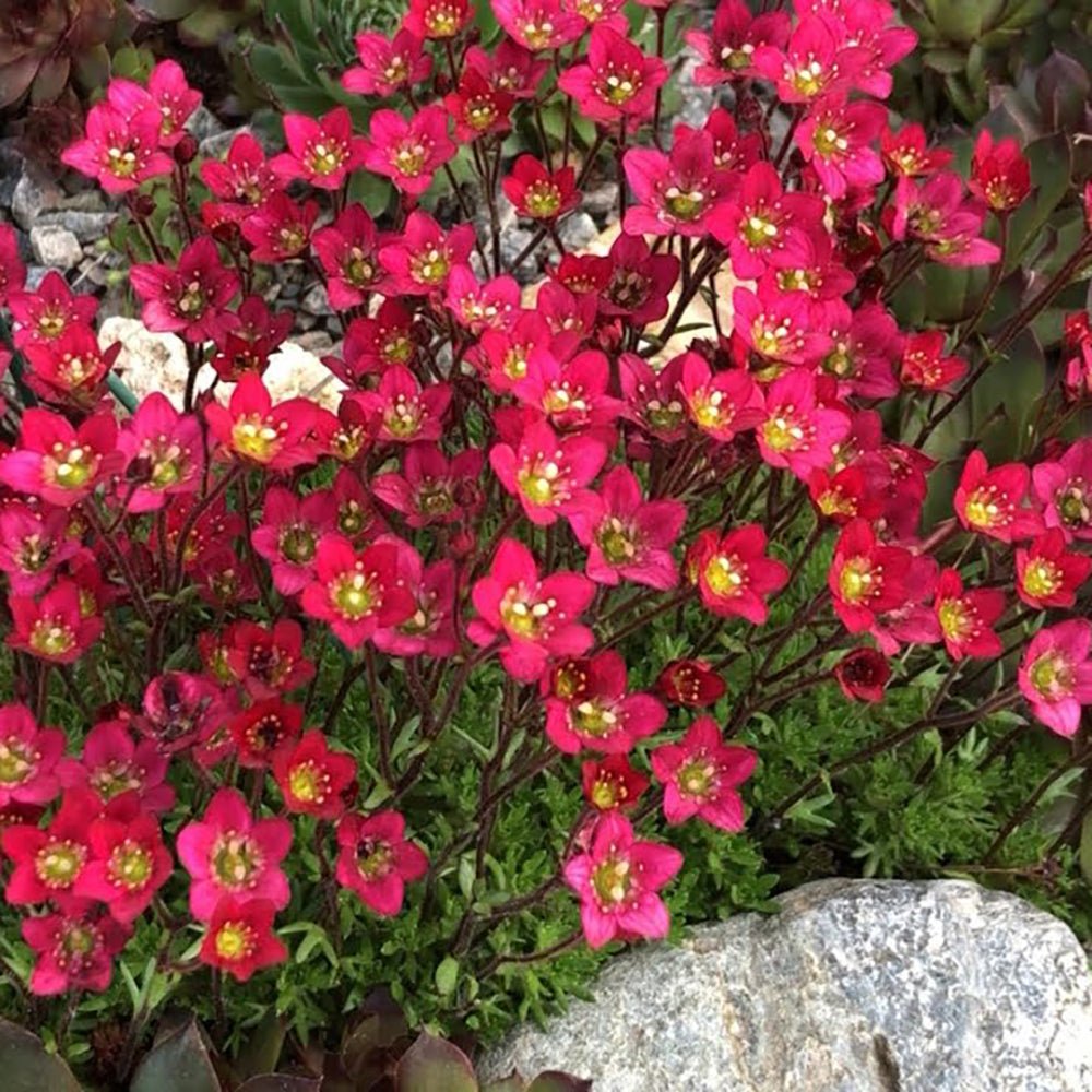 Saxifraga Touran Deep Red - VERDENA-15 cm inaltime livrat in ghiveci de 2 L