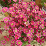 Saxifraga Touran Deep Red - VERDENA-15 cm inaltime livrat in ghiveci de 2 L