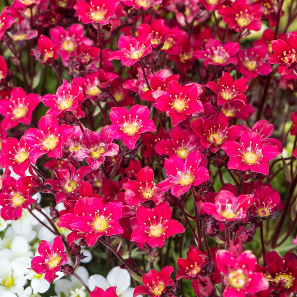 Saxifraga Touran Deep Red - VERDENA-15 cm inaltime livrat in ghiveci de 2 L