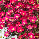 Saxifraga Touran Deep Red - VERDENA-15 cm inaltime livrat in ghiveci de 2 L