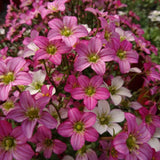 Saxifraga Touran Pink - VERDENA-15 cm inaltime livrat in ghiveci de 2 L