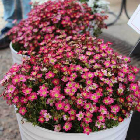 Saxifraga Touran Pink - VERDENA-15 cm inaltime livrat in ghiveci de 2 L