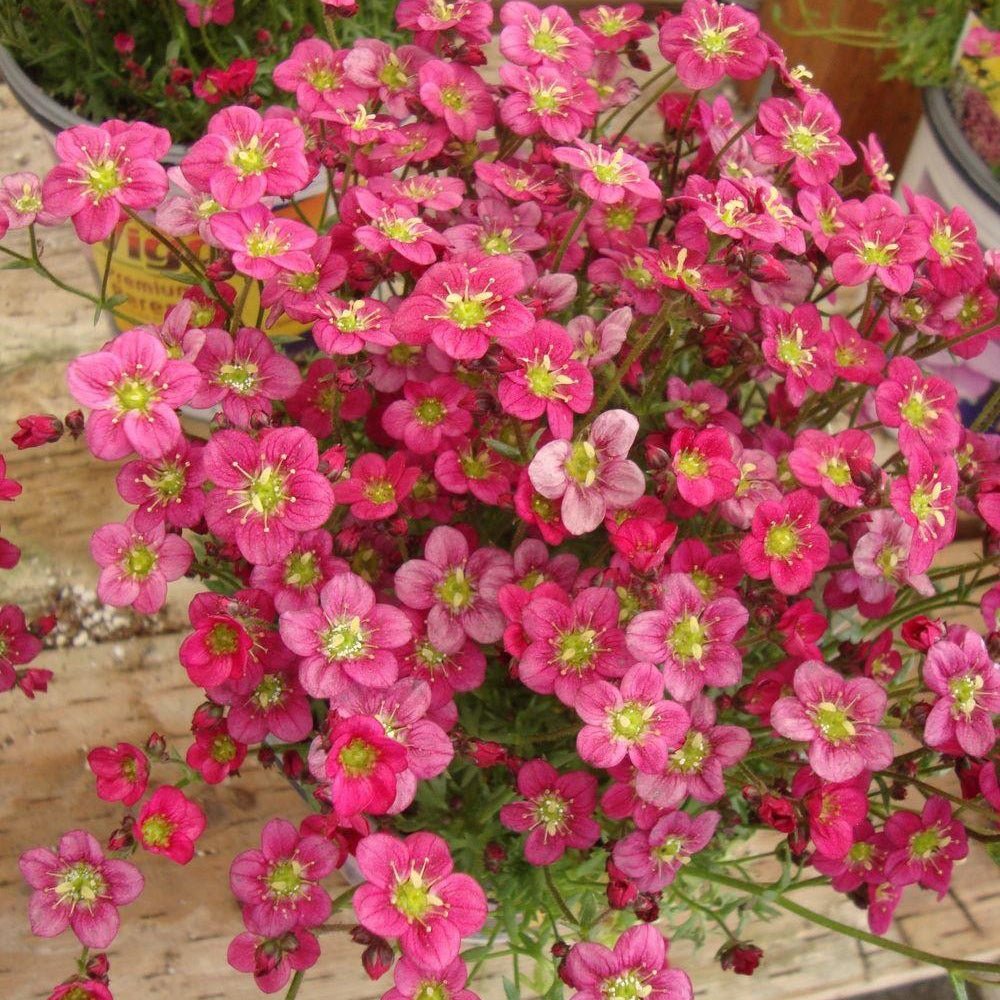 Saxifraga Touran Pink - VERDENA-15 cm inaltime livrat in ghiveci de 2 L