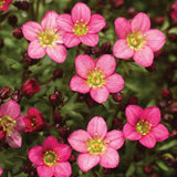 Saxifraga Touran Pink - VERDENA-15 cm inaltime livrat in ghiveci de 2 L