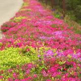 Saxifraga Touran Pink - VERDENA-15 cm inaltime livrat in ghiveci de 2 L