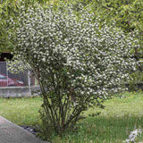 Scorus Negru (Aronia melanocarpa), cu fructe negre pline de vitamine - VERDENA-100-125 cm inaltime, livrat in ghiveci de 6 l