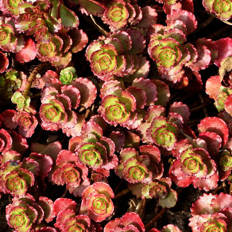 Sedum Purpureum, 10-12 cm inaltime, in ghiveci de 1.2L