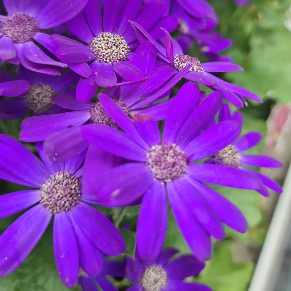 Senecio Senetti - VERDENA-25 cm inaltime livrat in ghiveci de 3 L