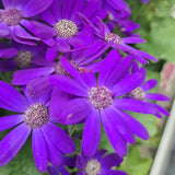 Senecio Senetti - VERDENA-25 cm inaltime livrat in ghiveci de 3 L