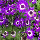 Senecio Senetti - VERDENA-25 cm inaltime livrat in ghiveci de 3 L