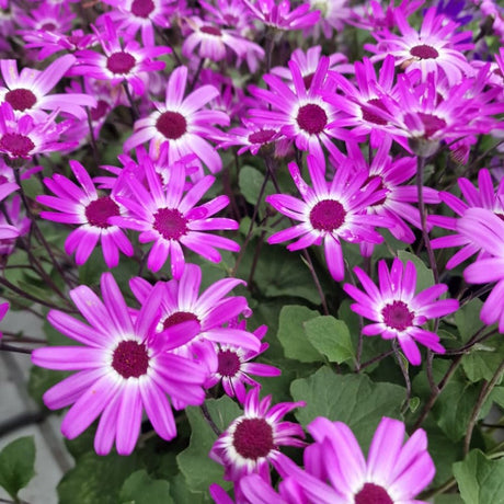 Senecio Senetti - VERDENA-25 cm inaltime livrat in ghiveci de 3 L