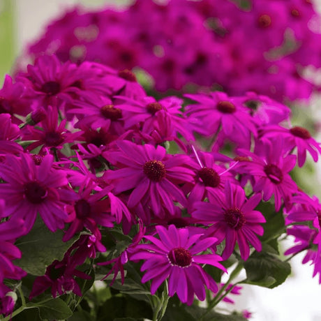 Senecio Senetti