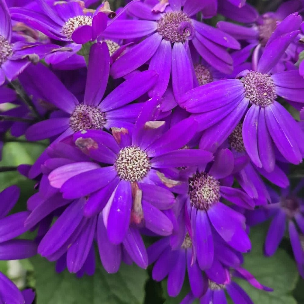 Senecio Senetti - VERDENA-25 cm inaltime livrat in ghiveci de 3 L