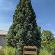 Black Friday - Reduceri Arborele Sequoia Giganteum (Sequoiadendron Giganteum) Promotie