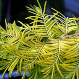 Black Friday - Reduceri Arborele Sequoia auriu Goldrush (Metasequoia Glyptostroboides Gold Rush) Promotie