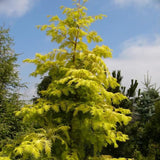 Black Friday - Reduceri Arborele Sequoia auriu Goldrush (Metasequoia Glyptostroboides Gold Rush) Promotie