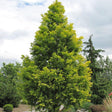 Black Friday - Reduceri Arborele Sequoia auriu Goldrush (Metasequoia Glyptostroboides Gold Rush) Promotie