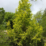 Black Friday - Reduceri Arborele Sequoia auriu Goldrush (Metasequoia Glyptostroboides Gold Rush) Promotie