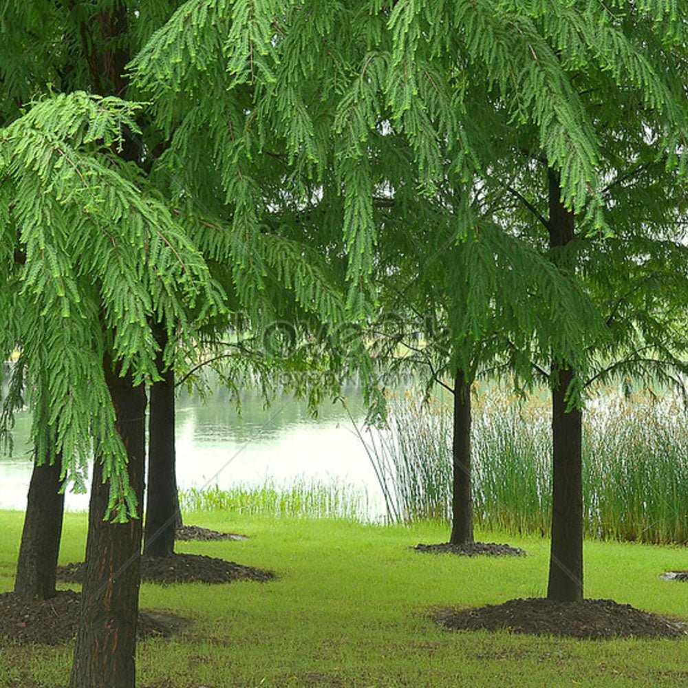 Sequoia Metasequoia Glyptostroboides - VERDENA-100-120 cm inaltime, livrat in ghiveci de 3.5 l