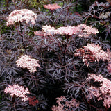 Soc Negru Sambucus Black Lace - VERDENA-50-60 cm inaltime, livrat in ghiveci de 6.5 l