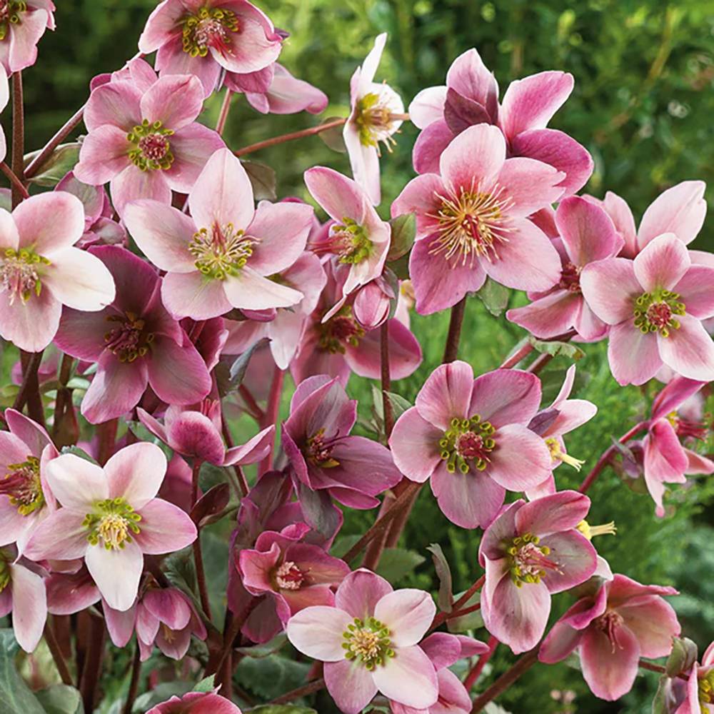 Spanz (Helleborus) Beauty Princess, cu flori roz-violet - VERDENA-45 cm inaltime, livrat in ghiveci de 3 l