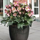 Spanz (Helleborus) Beauty Princess, cu flori roz-violet - VERDENA-45 cm inaltime, livrat in ghiveci de 3 l