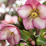 Spanz (Helleborus) Beauty Princess, cu flori roz-violet - VERDENA-45 cm inaltime, livrat in ghiveci de 3 l