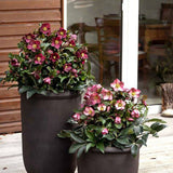 Spanz (Helleborus) Ice N' Roses Early Red, cu Flori Rosii - VERDENA-50 cm inaltime, livrat in ghiveci de 2 l