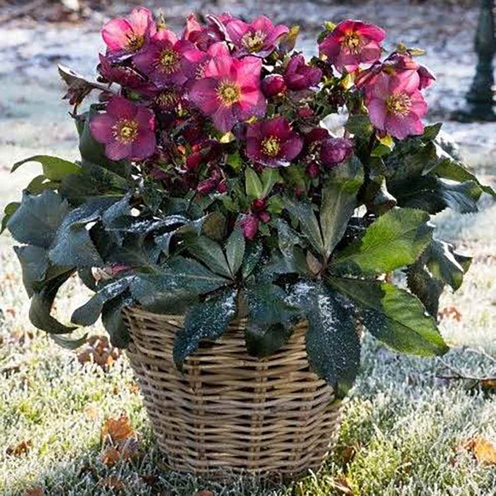 Spanz (Helleborus) Ice N' Roses Early Red, cu Flori Rosii - VERDENA-50 cm inaltime, livrat in ghiveci de 2 l