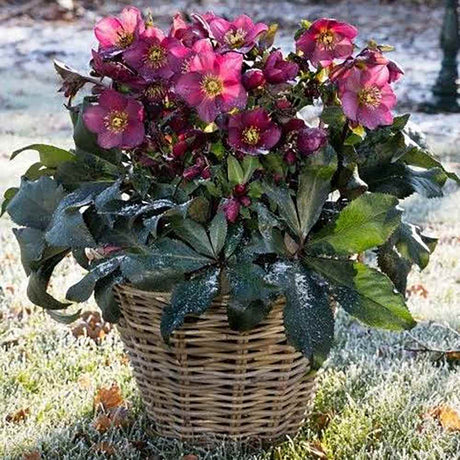 Spanz (Helleborus) Ice N' Roses Early Red, cu Flori Rosii - VERDENA-50 cm inaltime, livrat in ghiveci de 2 l