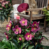 Spanz (Helleborus) Ice N' Roses Early Red, cu Flori Rosii - VERDENA-50 cm inaltime, livrat in ghiveci de 2 l