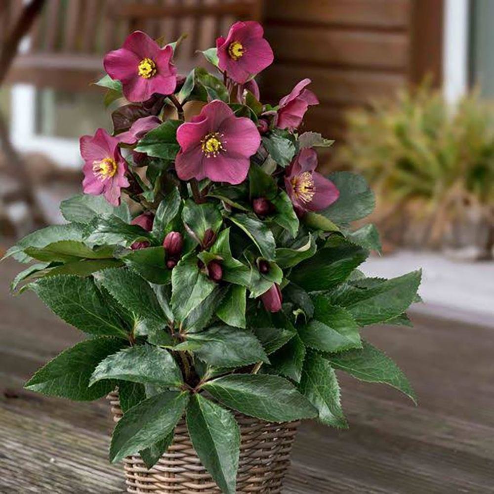 Spanz (Helleborus) Ice N' Roses Early Red, cu Flori Rosii - VERDENA-50 cm inaltime, livrat in ghiveci de 2 l