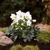 Spanz (Helleborus) Niger Joel, cu flori albe - VERDENA-35 cm inaltime, livrat in ghiveci de 2 l