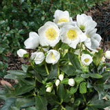 Spanz (Helleborus) Niger Joel, cu flori albe - VERDENA-35 cm inaltime, livrat in ghiveci de 2 l