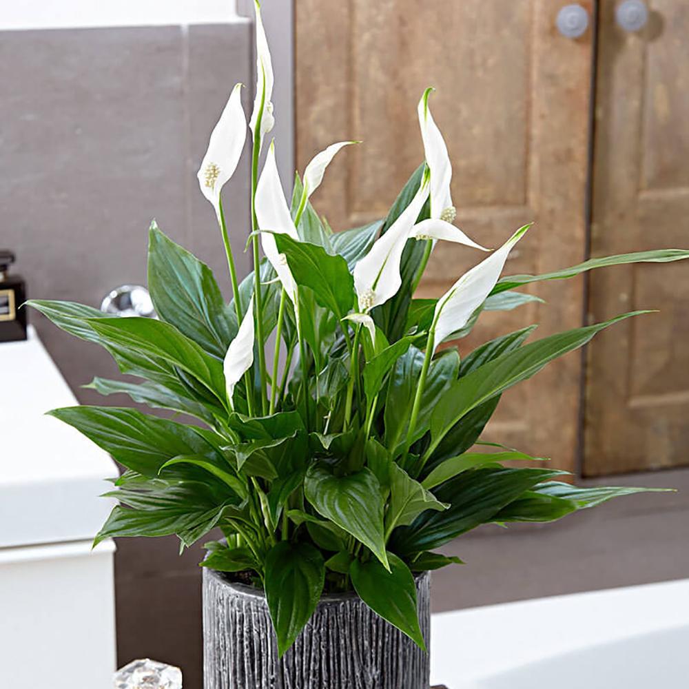 Spathiphyllum Pearl Cupido - 30 cm - VERDENA-30 cm la livrare in ghiveci de Ø 9 cm