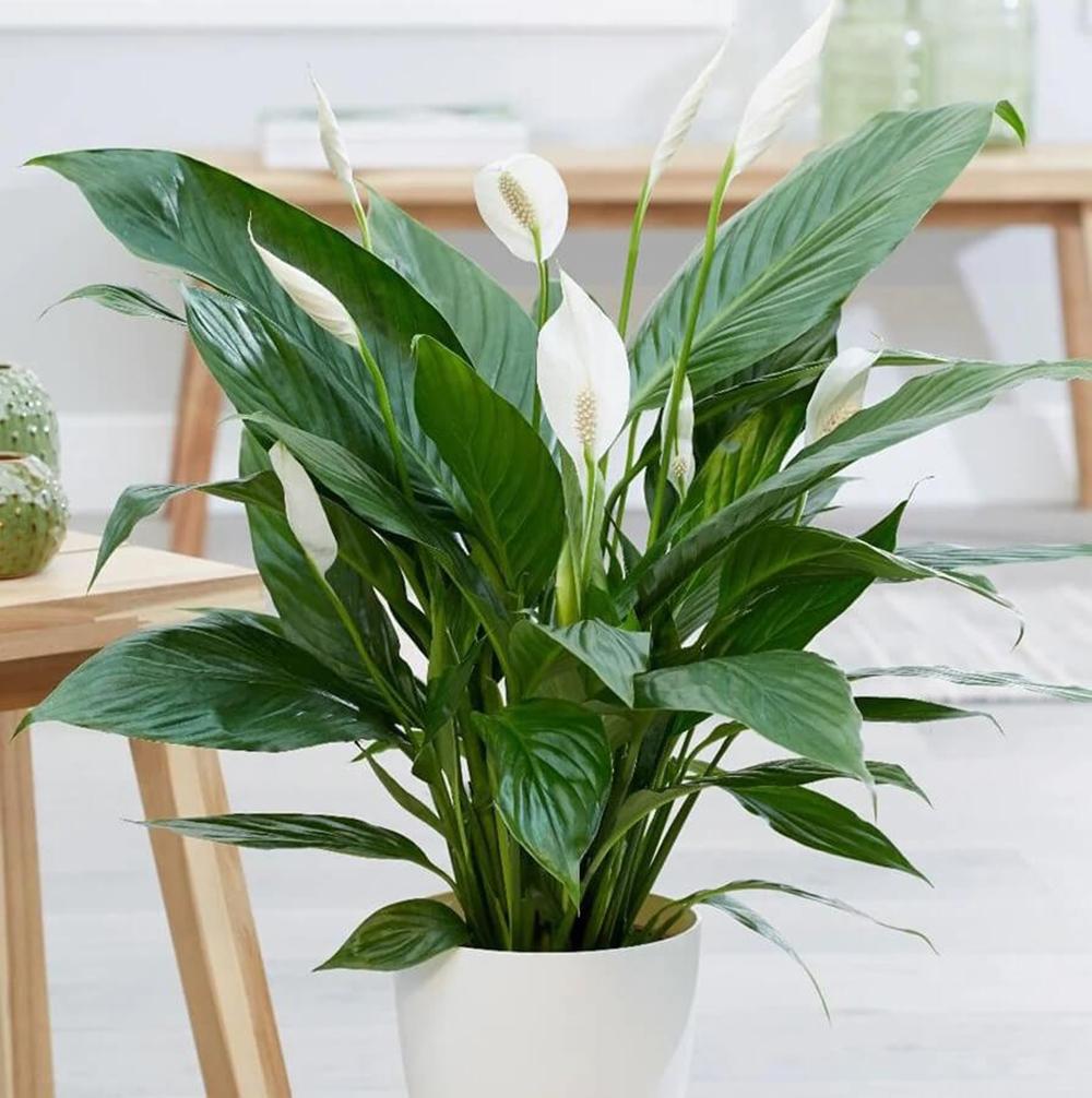 Spathiphyllum Pearl Cupido - 30 cm - VERDENA-30 cm la livrare in ghiveci de Ø 9 cm